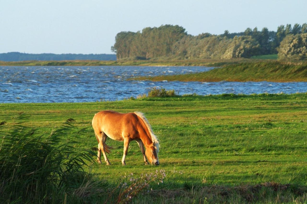 Seestr_54 Nr_304 Zingst Ngoại thất bức ảnh